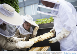 Toronto could become first Canadian Bee City