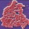 Superbugs are a global threat, medical experts warn