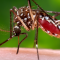 Toronto mosquitoes test positive for West Nile virus, concerned Toronto Public Health declares