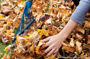 Why You Should Leave The Fallen Leaves In the Fall Season