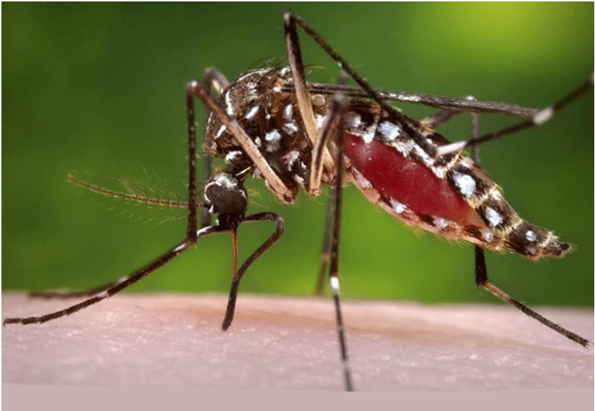 Zika virus - What to know about the tropical Zika virus