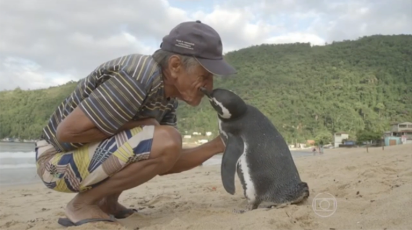 Penguin swims 5,000 miles every year for reunion with the man who saved his life