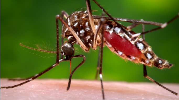 Toronto mosquitoes test positive for West Nile virus, concerned Toronto Public Health declares