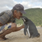 Penguin swims 5,000 miles every year for reunion with the man who saved his life